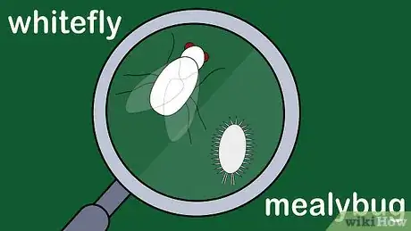 Image titled Care for a Gardenia Step 12