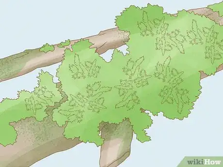 Image titled Identify Bryophytes Step 4