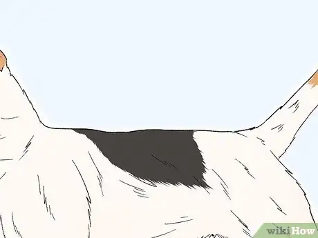 Image titled Identify a Parson Russell Terrier Step 7
