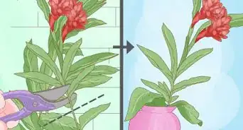 Prune Red Button Ginger