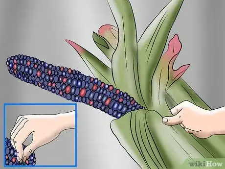 Image titled Grow and Harvest Glass Gem Corn Step 9