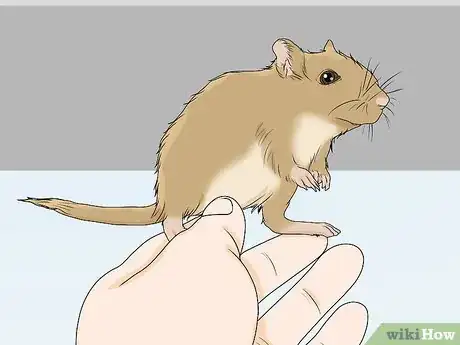 Image titled Spot and Treat Ovarian Cysts in Gerbils Step 1