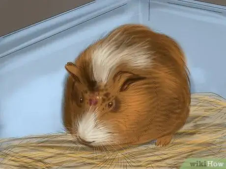 Image titled Choose a Pet Guinea Pig Step 9