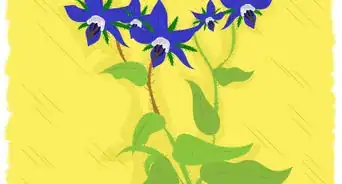 Grow Borage