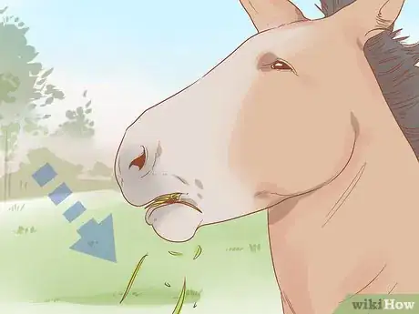 Image titled Check Whether Your Horse or Donkey Needs to See a Dentist Step 6