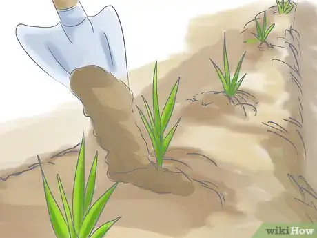 Image titled Plant a Lawn from Stolons Step 10
