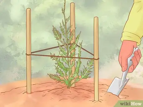 Image titled Plant Leyland Cypress Step 20