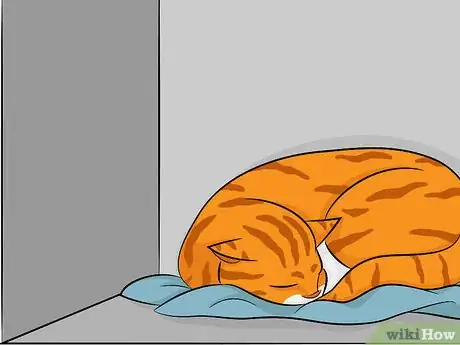 Image titled Prevent Feline Upper Respiratory Illness Step 2