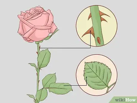 Image titled Buy Rose Bushes Step 10