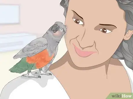 Image titled Know if a Red Bellied Parrot Is Right for You Step 10