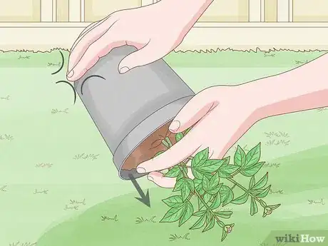 Image titled Transplant Potted Flowers Outdoors Step 4