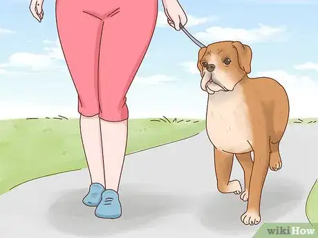 Image titled Care for Boxers Step 14