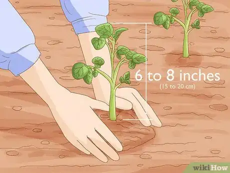 Image titled Grow Irish Potatoes Step 9