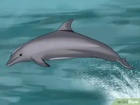 Image titled Identify a New Zealand Dolphin Step 13