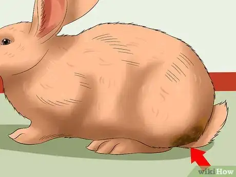 Image titled Diagnose Dental Problems in Rabbits Step 11