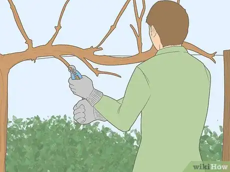 Image titled Prune Grape Vines for Winter Step 4