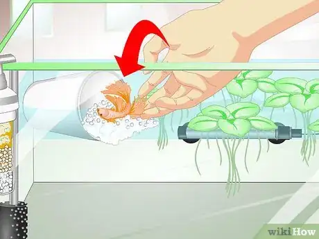 Image titled Provide a Protective Breeding Environment for Betta Fish Step 13