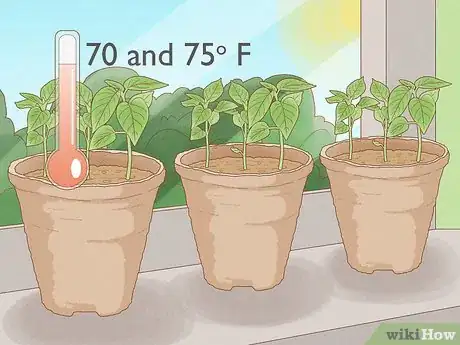 Image titled Grow Sweet Peppers Step 4