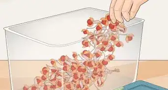 Dry Bittersweet Vine