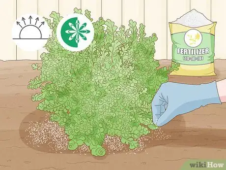 Image titled Care for Creeping Jenny Step 8