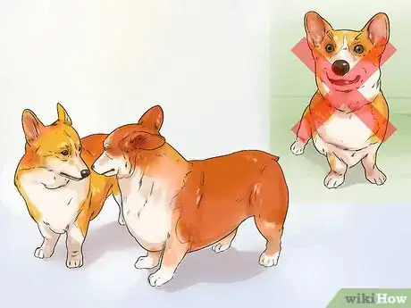 Image titled Avoid Crossbreeding As a Dog Breeder Step 7