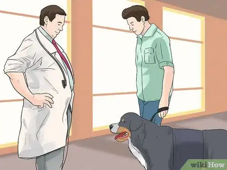 Image titled Care for Bernese Mountain Dogs Step 13