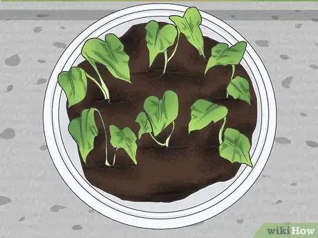 Image titled Grow Sweet Potatoes in Containers Step 9