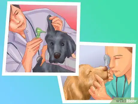 Image titled Manage Aggression in Older Dogs Step 8