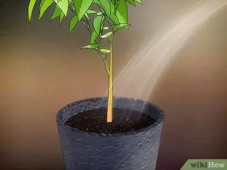 Image titled Grow Fruit in Pots Step 6