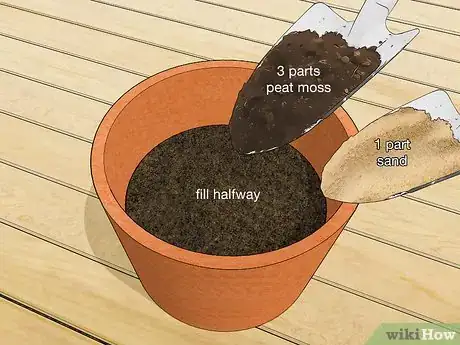 Image titled Plant an Areca Palm Step 10