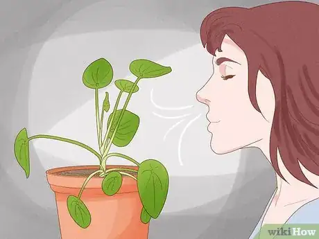 Image titled Prevent over Watering in House Plants Step 14