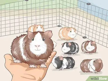 Image titled Run a Guinea Pig Rescue Step 8