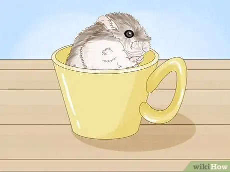 Image titled Carry a Hamster Step 10