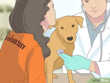 Image titled Become a Guide Dog Trainer Step 3