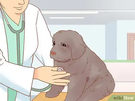 Image titled Raise a Newfoundland Puppy Step 5