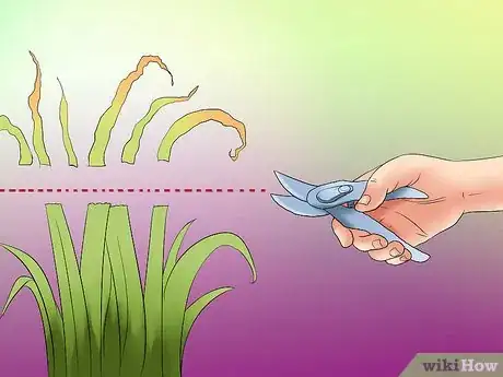 Image titled Deadhead an Iris Step 4