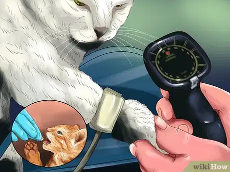 Image titled Detect and Treat Heart Murmurs in Cats Step 5