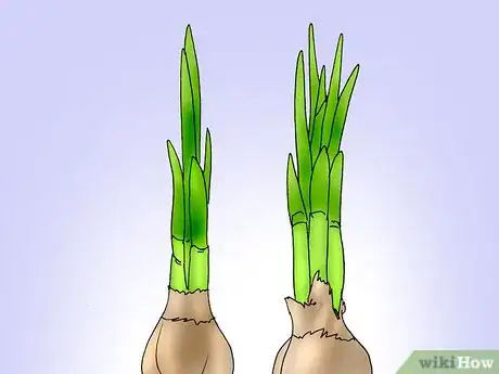 Image titled Save and Replant Forced Seasonal Bulbs Step 10
