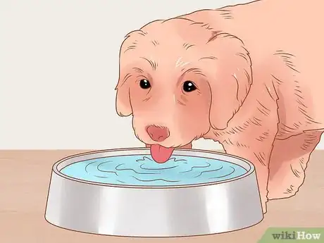 Image titled Raise a Newfoundland Puppy Step 4