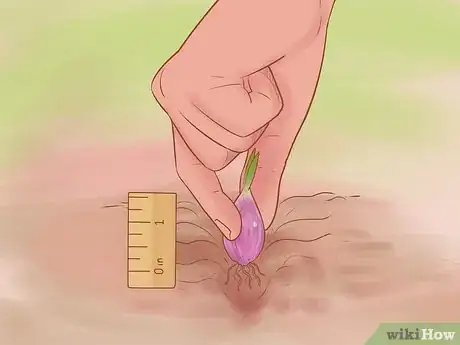 Image titled Grow Red Onions Step 16