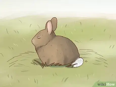 Image titled Care for a Baby Wild Rabbit Step 6