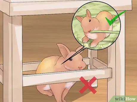 Image titled Care for Palomino Rabbits Step 6