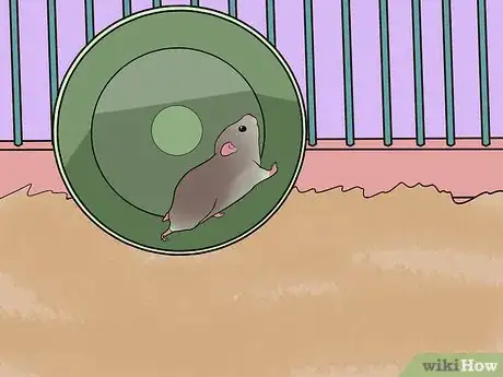 Image titled Set a Routine for Your Hamster Step 10
