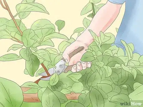 Image titled Grow Figs Step 9