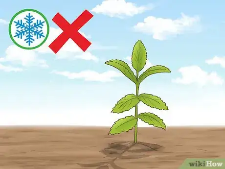 Image titled Grow Herbs Outdoors Step 7