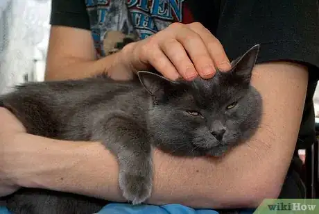 Image titled Get Along With Your Cat Step 3