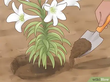 Image titled Plant Easter Lilies Step 9