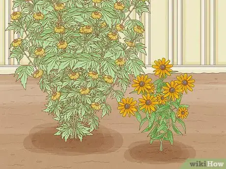 Image titled Grow Coneflowers Step 7