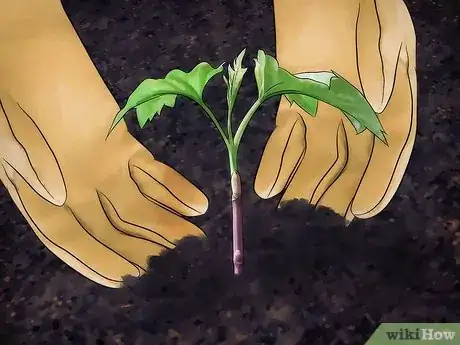 Image titled Grow Snowball Trees Step 5