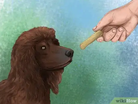 Image titled Brush an Irish Water Spaniel Step 9